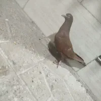 کبوتر سرخ
