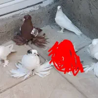 کبوتر ـ. پرنده معاوضه دارم با ساری ابلاغ ارکح