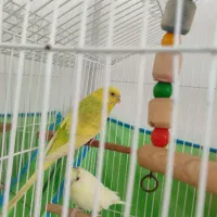 جفت مرغ عشق نروماده