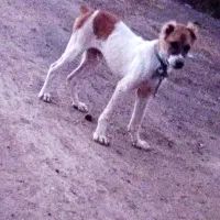 سگ خراسانی 5ماهه