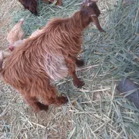 بزنجدی|حیوانات مزرعه|خرمشهر, |دیوار