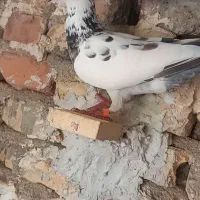دو عدد کفتر