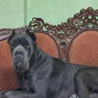 سگهای اشرافی و خاص کین کورسو CANCORSO