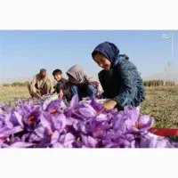 کارگر زعفران