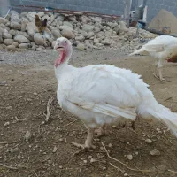 بوقلمون به صورت وزنی