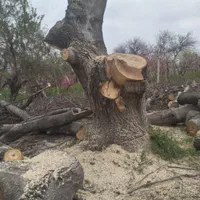 سلام خریدار انواع مختلف درخت