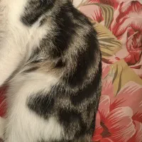 گربه