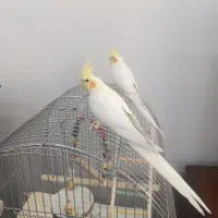 جفت عروس با قفس لوازم معاوضه گرینچیک