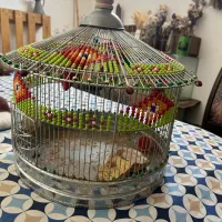 قفس|لوازم جانبی حیوانات|میبد, |دیوار