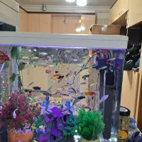 آکواریوم|ماهی|کرمان, |دیوار