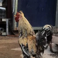 خروس نجات دار