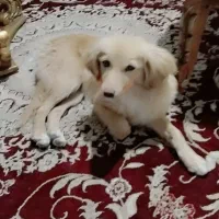 واگذاری سگ ماده