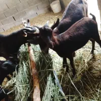 فروش بز ونربز مور سیا و بزغاله