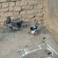 تخم مرغ نطفه دار|حیوانات مزرعه|لاران, |دیوار