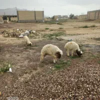 سه عدد بره.گیاه خوار