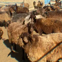 گوسفند زنده بره نر هشتگرد کرج نظراباد