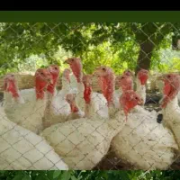 بوقلمون گوشتی