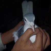 کفتر دمگیر و تهرانی وقناری|پرنده|مبارکه, |دیوار