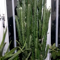 فروش انواع گل و گیاه طبیعی