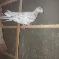 کفتر