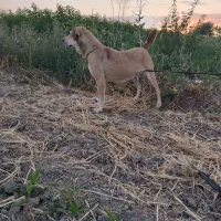 ماده.پژدر|سگ|گلبهار, شهر جدید گلبهار|دیوار