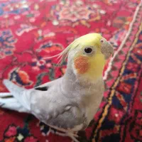 عروس هلندی سخنگو