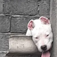 سگ داگوارژانتینو