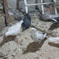 کفتر ۶عدد یکجا|پرنده|کاشان, شهرک فرهنگیان|دیوار