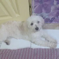 سگ شیتزو تیریر