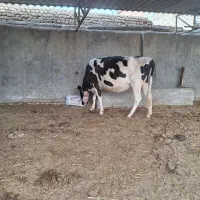 گاو ۷ ماه آبستن هلشتاین|حیوانات مزرعه|سیمین شهر, |دیوار