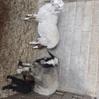 میش و بره