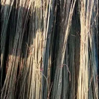 صنوبر سفید نیگرا