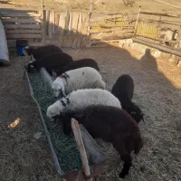 بره افشار و پلنگی