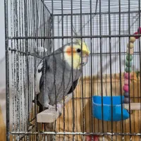 عروس هلندی