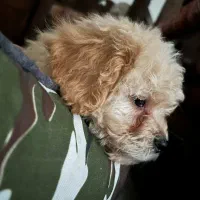 پودل مینیاتوری اپریکات ۳ ماهه|سگ|کرج, گوهردشت|دیوار