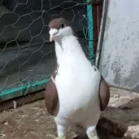 ساده سرخ و قورگی|پرنده|گنبد کاووس, |دیوار