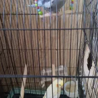 عروس هلندی سخن گومولدبادوعددجوجه سرلاکی خوشگل|پرنده|ایرانشهر, |دیوار