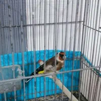 سهره گم. شده