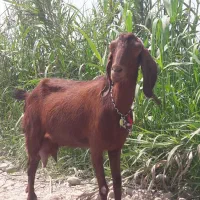 25000000|حیوانات مزرعه|گرگان, |دیوار