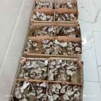 پخش جوجه یک روزه عمده+مشاوره رایگان پروش|حیوانات مزرعه|قم, علی آباد سعدگان|دیوار