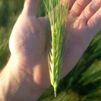 فروش جو بذر شهبود۳۵تومان