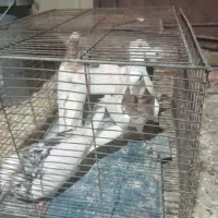 تعداد کبوتر