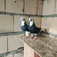 کبوتر شازده پرشی