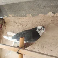 کبوتر شاهین شهر|پرنده|شاهینشهر, حاجی آباد|دیوار