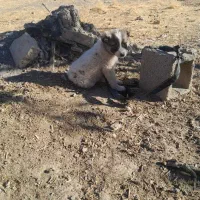 ۱۱۱|سگ|هفدر, |دیوار