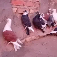۲۰کبوتر|پرنده|شیراز, بازار|دیوار