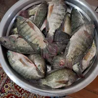 ماهی شانگ صید روز|خوردنی و آشامیدنی|کارون, |دیوار