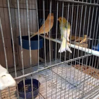 قناری|پرنده|قم, هفت تیر|دیوار