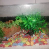 اکواریوم شیشه خم شرکتی