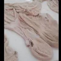 قلم وپاچه گوساله|خوردنی و آشامیدنی|اهواز, فاز ۱ پادادشهر|دیوار